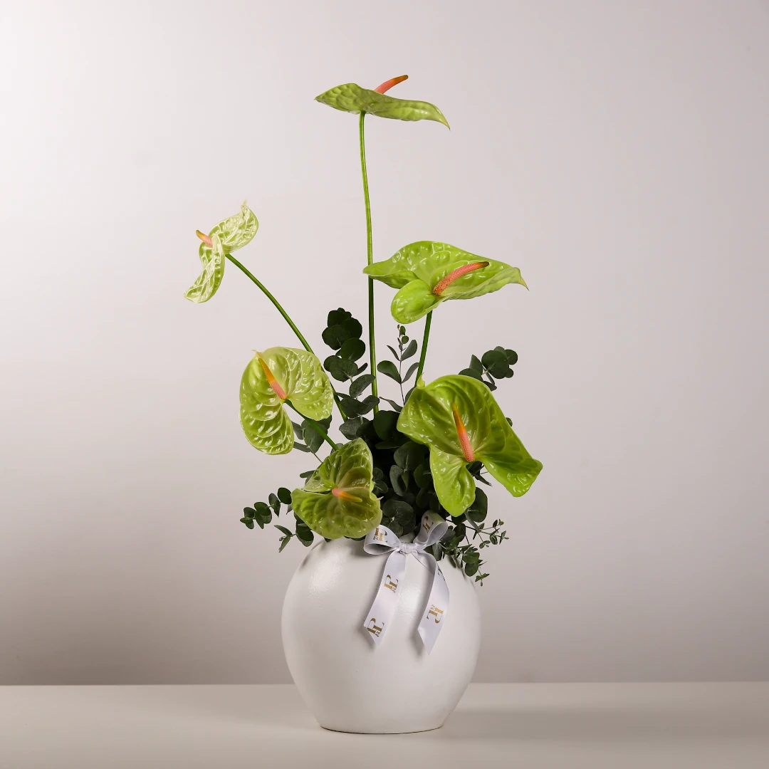 Anthurium Amour Vase Anthurium Amour Vase